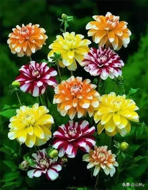 十大绝美花朵,绝美花朵视频