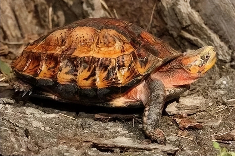 黄缘盒龟的人工饲养方法,黄额盒龟几级保护动物
