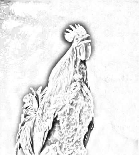 民间故事鸡下蛋还债的故事,民间故事公鸡成精