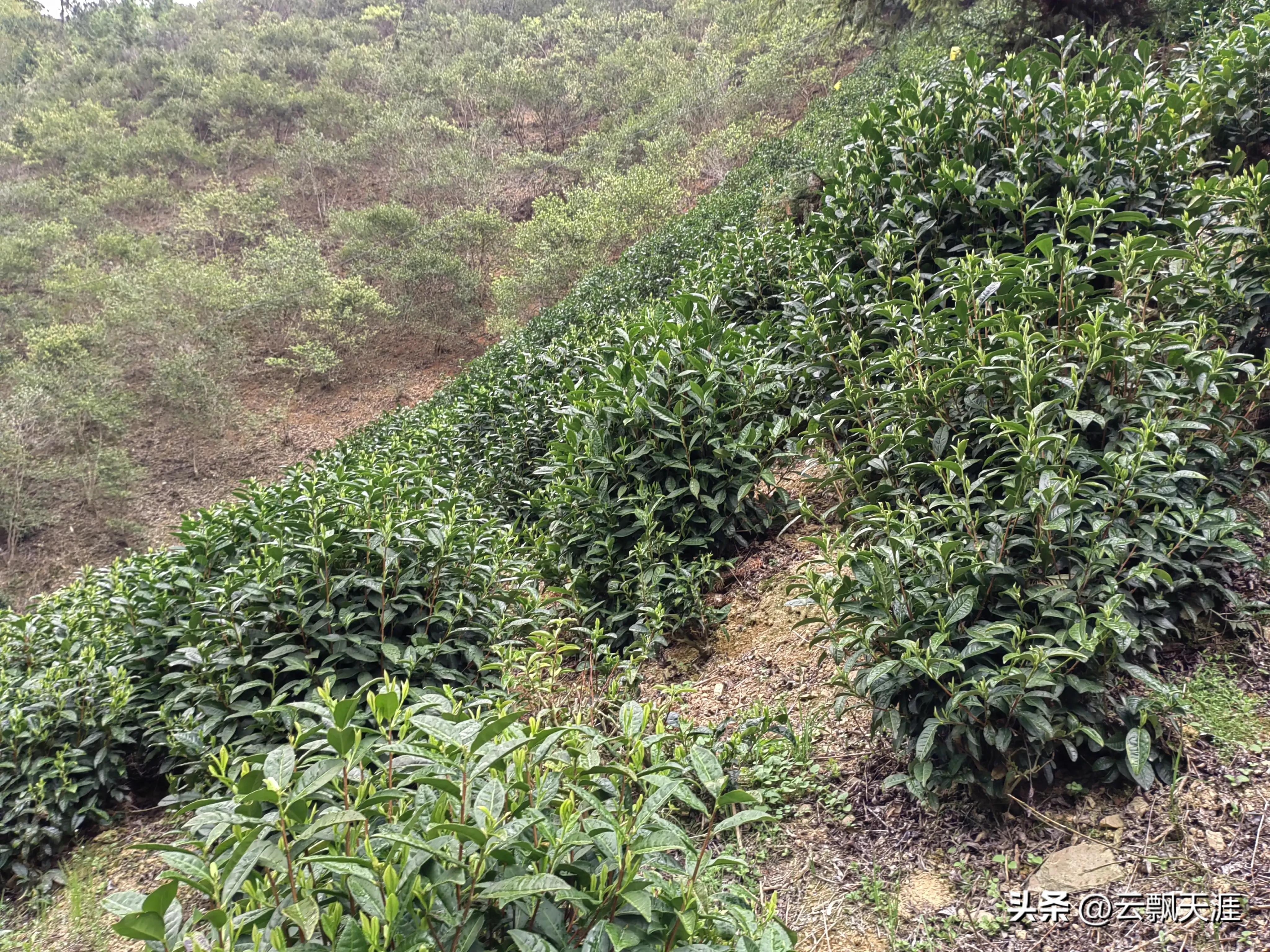 为何外地人一般很难买到正宗的富溪“黄山毛峰”