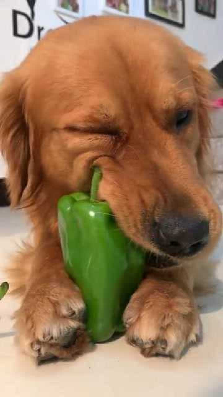 狗狗拉稀了怎么办最有效的办法,狗狗拉稀怎么办有什么应急办法