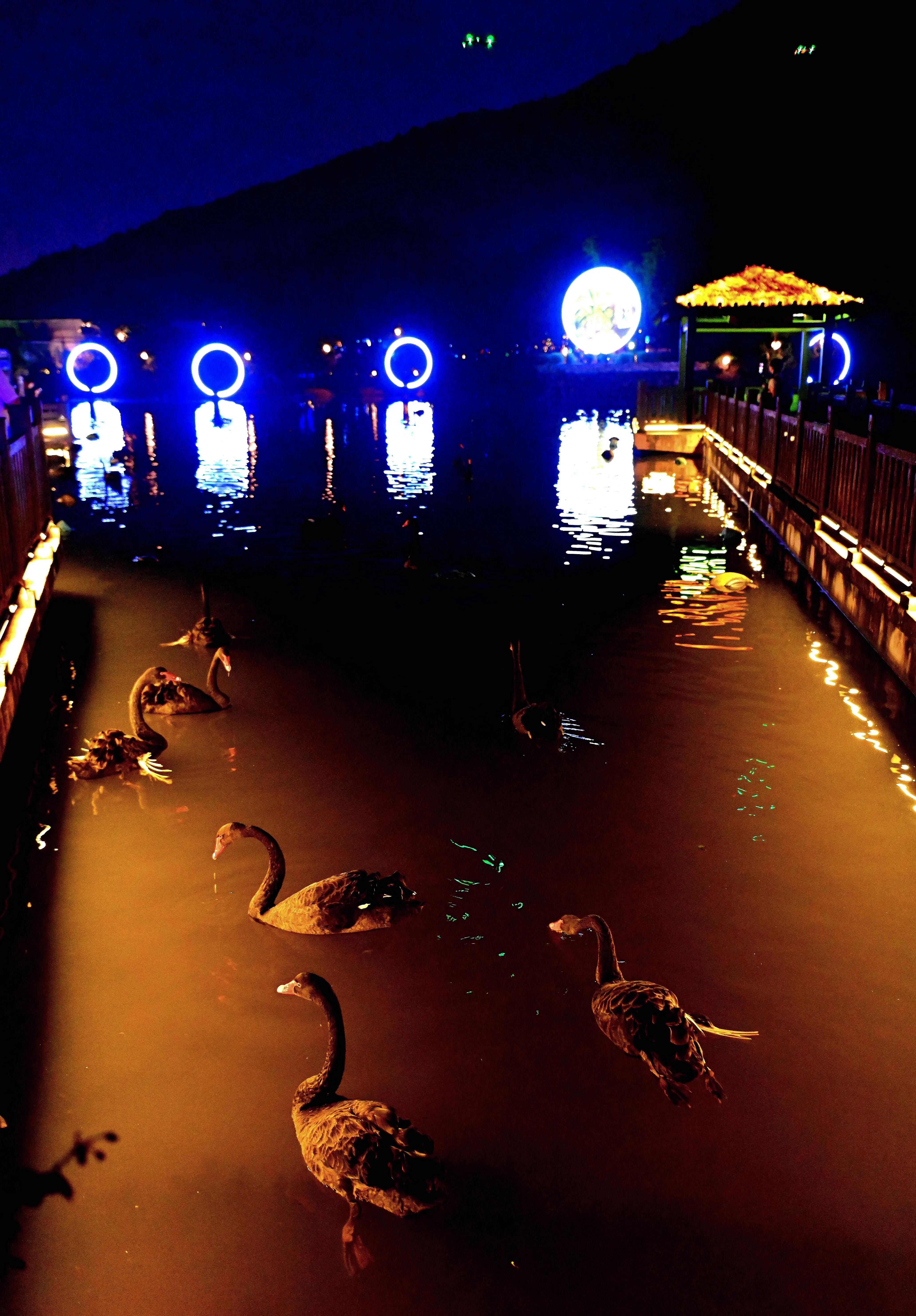 无锡动物园夜公园游玩攻略,无锡动物园攻略