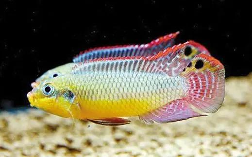 各种漂亮鱼的名称及图片,漂亮可爱的海水观赏鱼