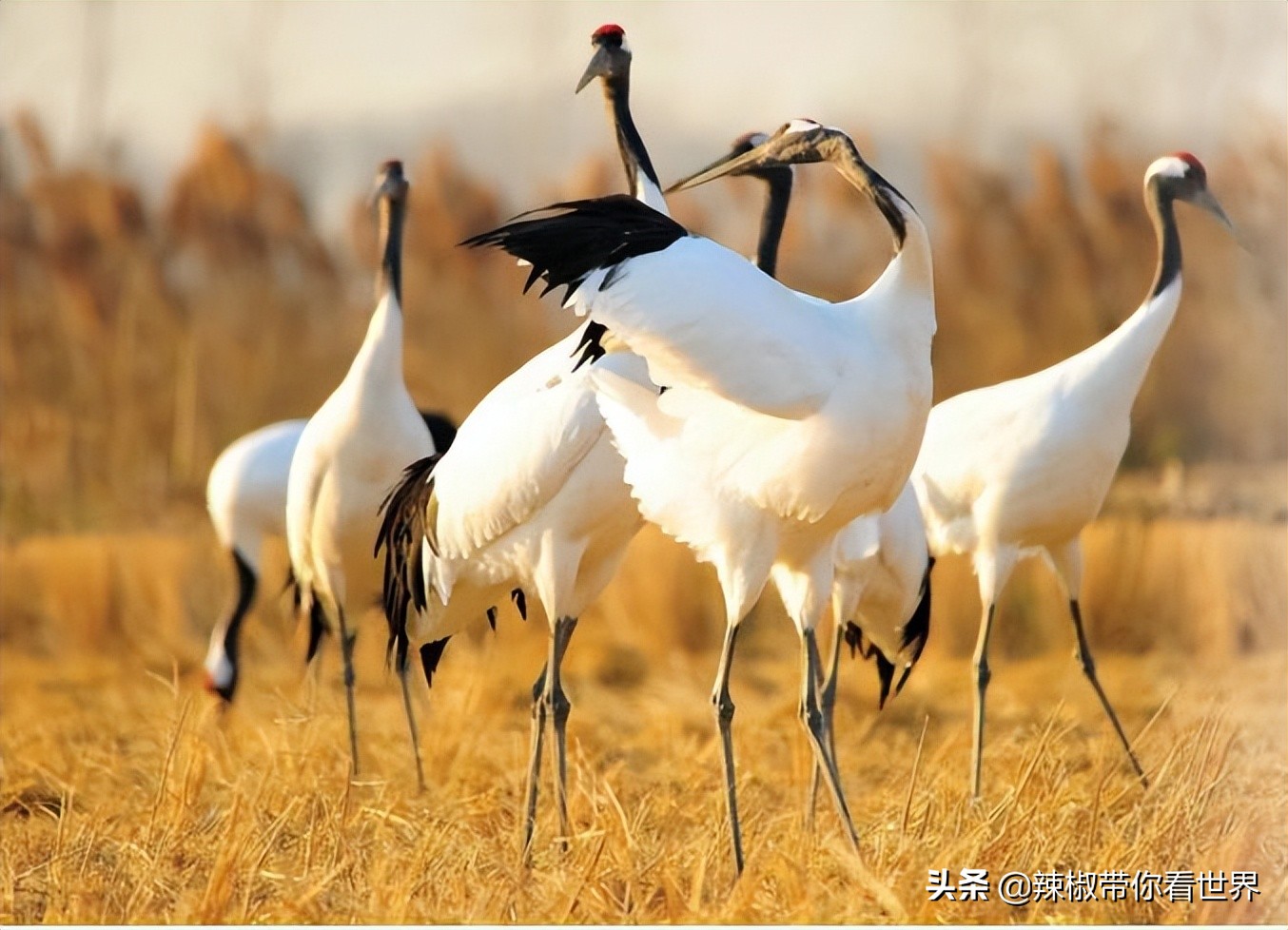盐城最大的海边城市,盐城海岸线为何一直延伸