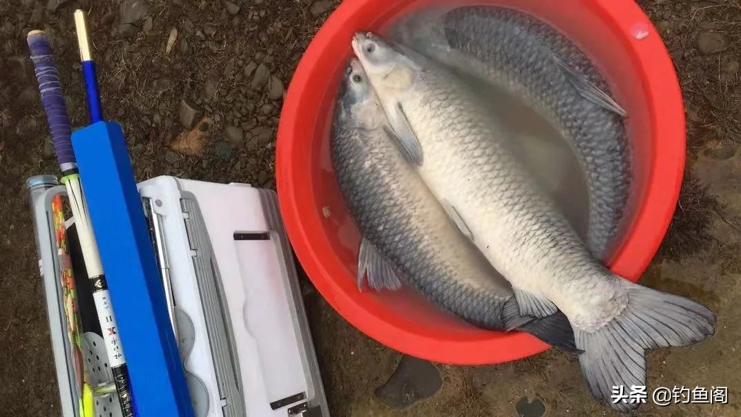 钓鱼最省钱的渔具,钓鱼最普通鱼饵有哪些
