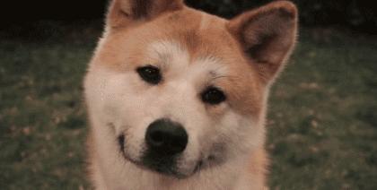 为啥不建议养秋田犬,千万别养秋田犬