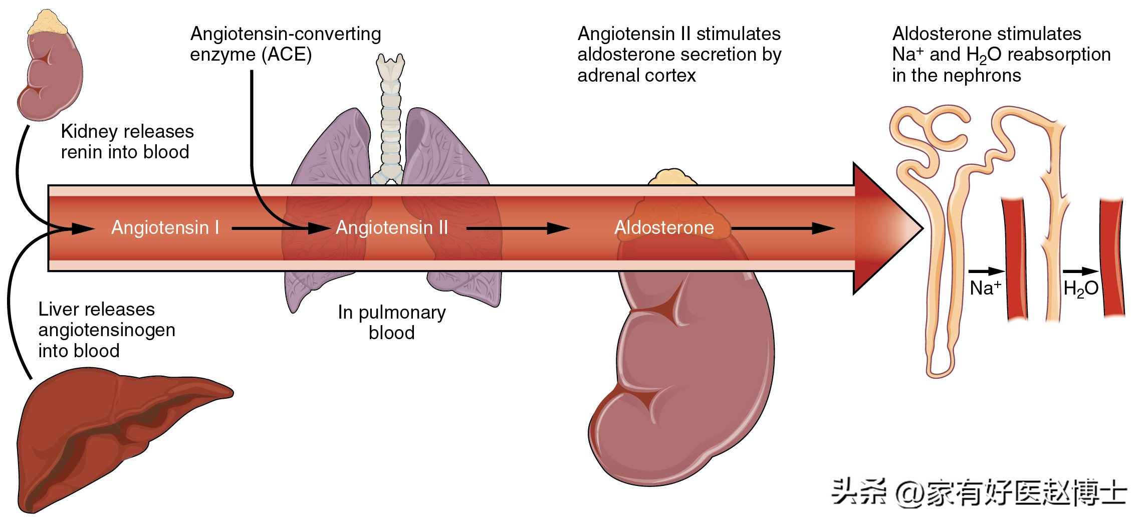 高压不高低压偏高是什么原因,高压不高但是低压高怎么治疗