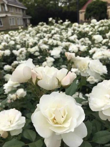 白玫瑰和红玫瑰的区别,红玫瑰与白玫瑰黄玫瑰