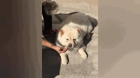 没救了，我家傻狗以为是我“亲生”的