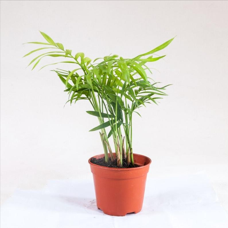 发财树富贵竹好运连连,发财树和富贵竹位置有什么讲究