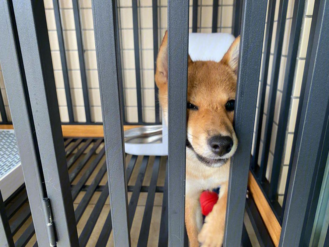 关于狗狗的冷知识你知道多少呢,狗狗身上的小秘密铲屎官们了解吗