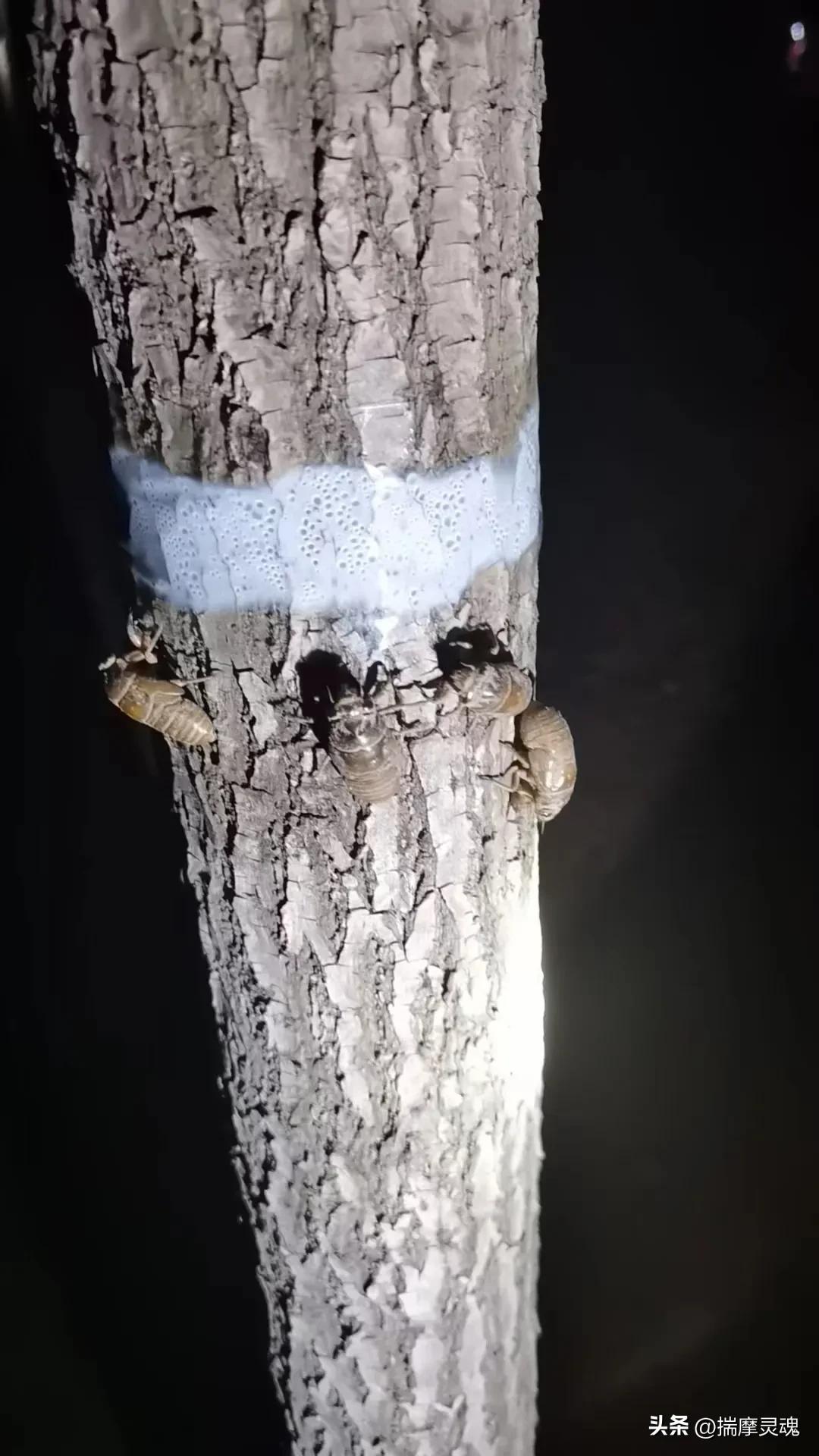 街溜子在临沂叫什么,街上耍猴子的猴子是哪里来的