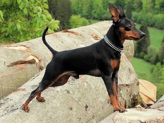 世界上最小的犬种吉娃娃,世界上最小的犬种