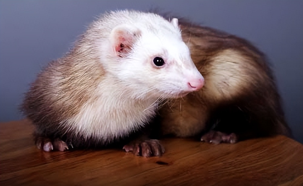 水貂养殖新技术,水貂皮草的养殖方法与技术