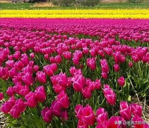 绝美郁金香花图片,绝美郁金香图片大片