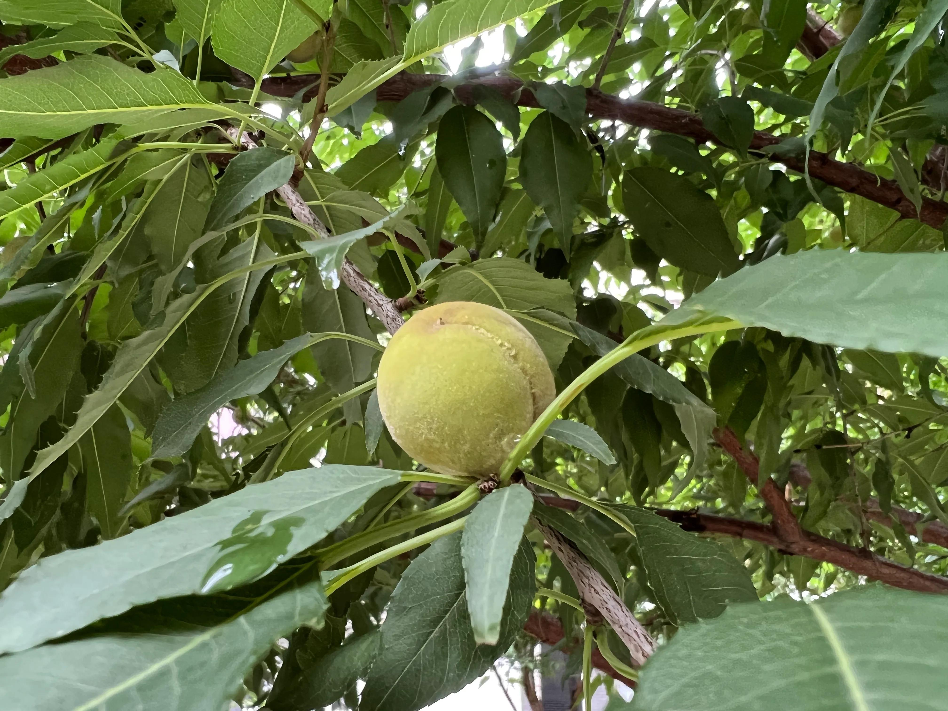 桃核手串保健,桃核手串原料