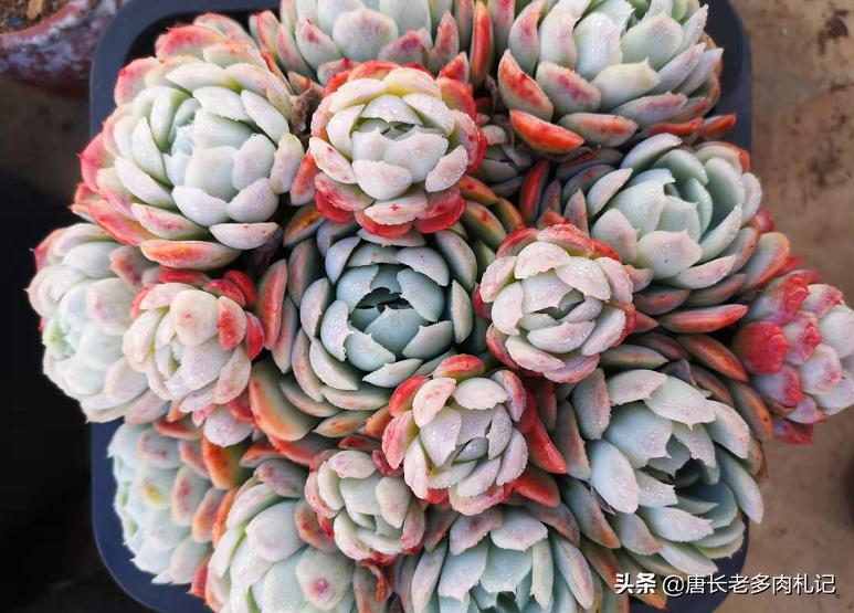 多肉丢在土里就行了吗,多肉遗弃大棚