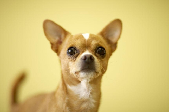 吉娃娃气喘咳嗽怎么回事,吉娃娃呼吸急促