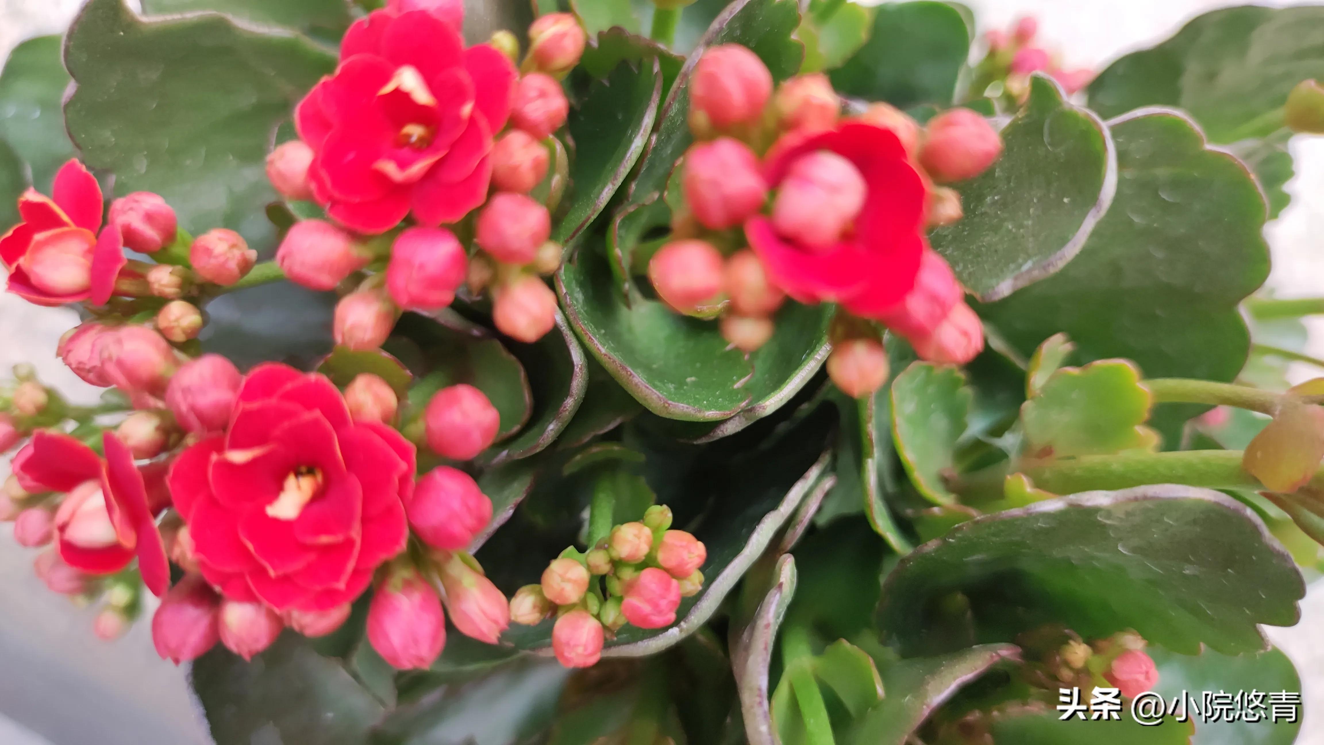 长寿花根系烂了怎么种植,长寿花棒棒糖的种植方法