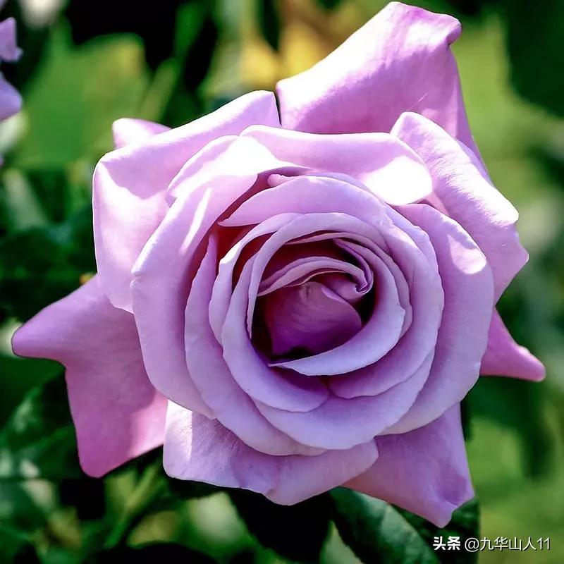 20cm大花重瓣月季品种,黄颜色大花月季是什么品种