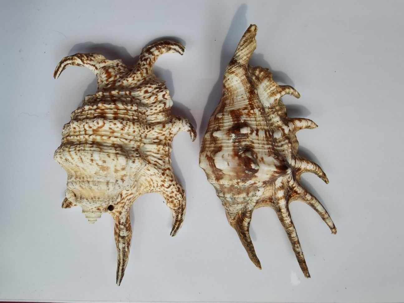 海南海鲜贝类有哪些,海南海鲜贝类