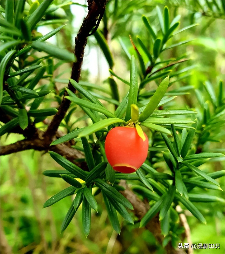 红豆杉的哪些细胞合成紫杉醇,红豆杉中控制紫杉醇形成的结构