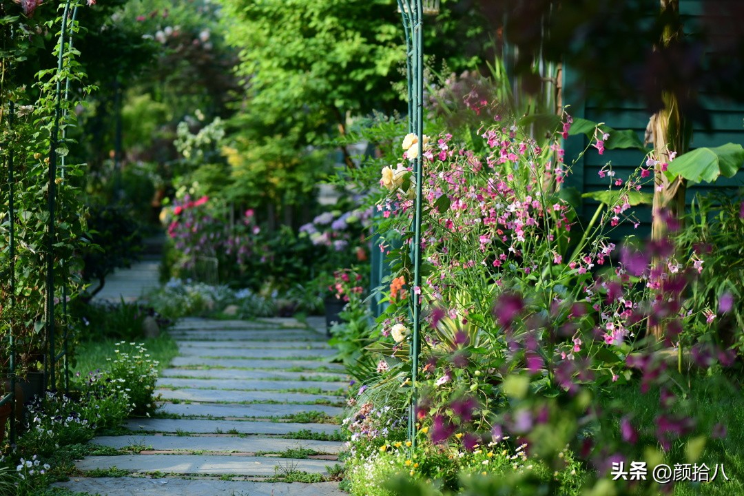 冬天开花的室外花卉盆栽,温室盆栽观花花卉植物