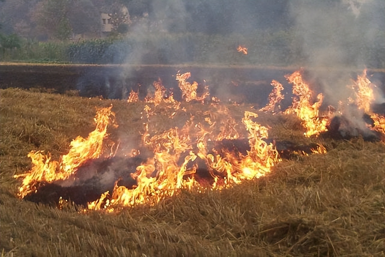 山东可以焚烧秸秆吗,山东下发允许焚烧秸秆规定了吗