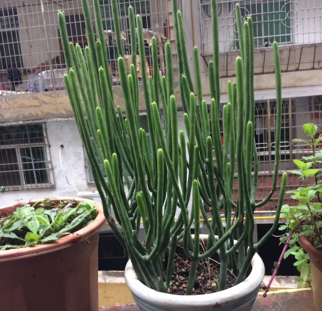 被水浇死的盆栽,容易浇死的植物