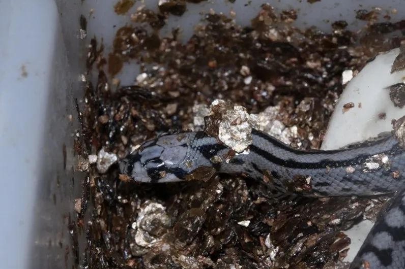 「原来欧洲有这么多种蛇？！」偷师卡塞尔的豢龙大师·下