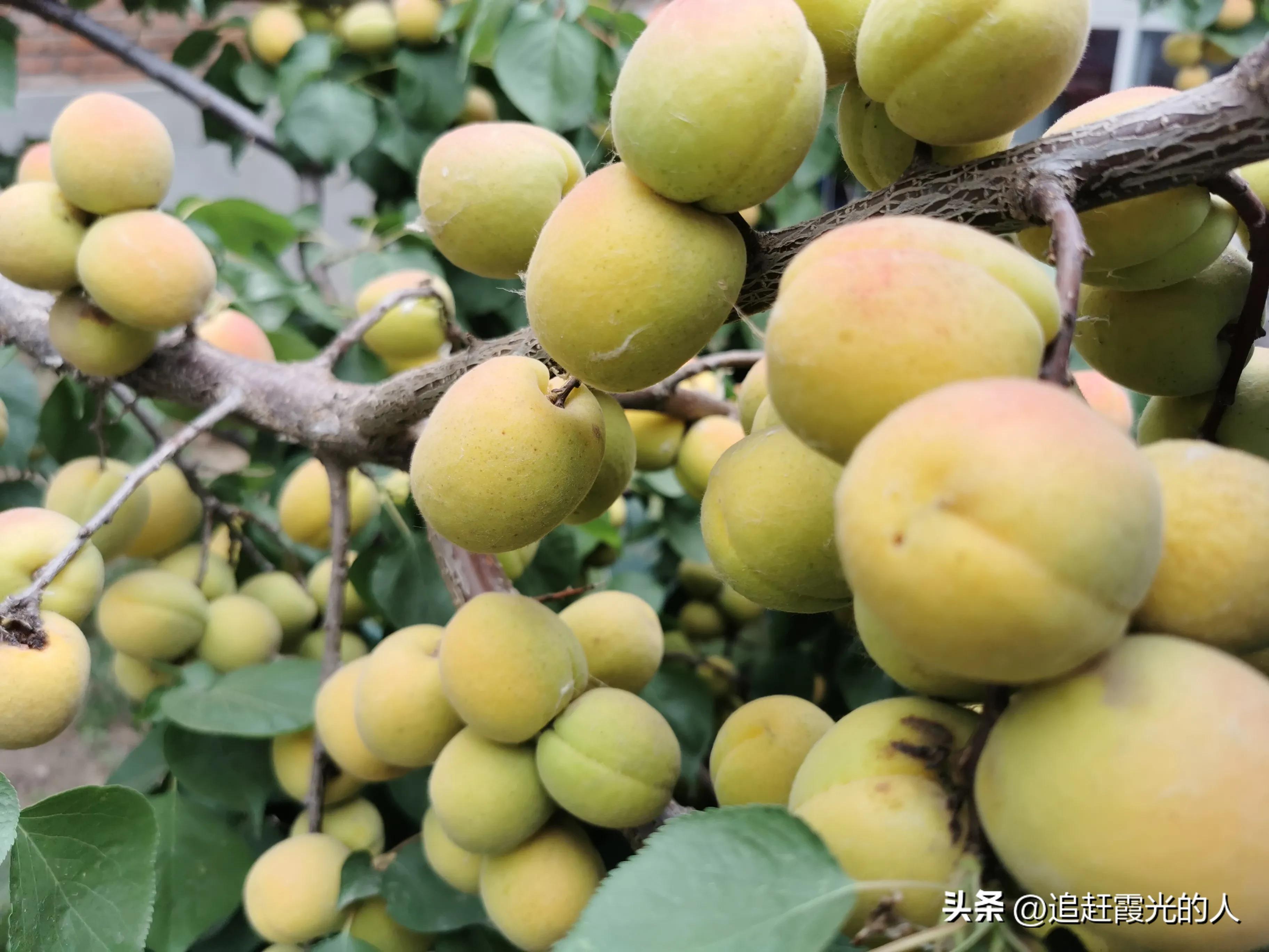 在哪里能租到北京的农家小院,北京哪里可以租农村小院