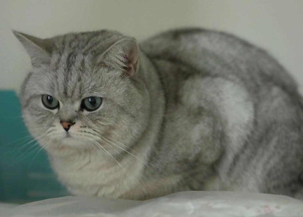 当十二星座遇见小猫咪会怎么样呢,十二星座的专属小猫咪