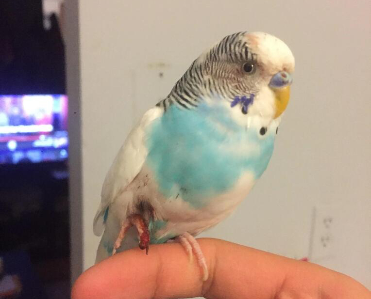 如何判断鹦鹉是单眼伤风还是换毛,鹦鹉常见病态表现有哪些