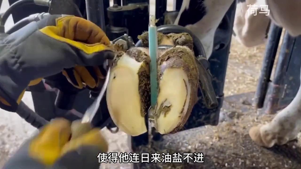 老牛得了脚疼病，希望它能康复！#修牛蹄