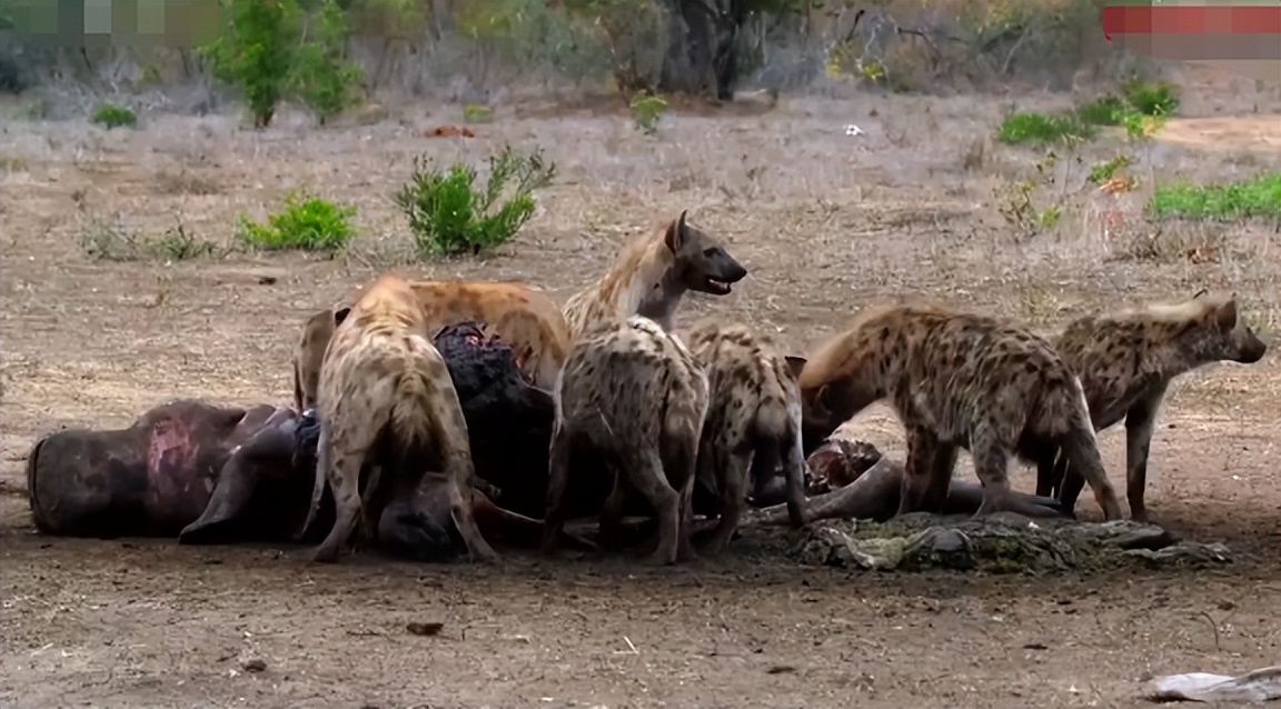 雌狮惨遭鬣狗集体围攻事件,鬣狗与母狮打架真实视频
