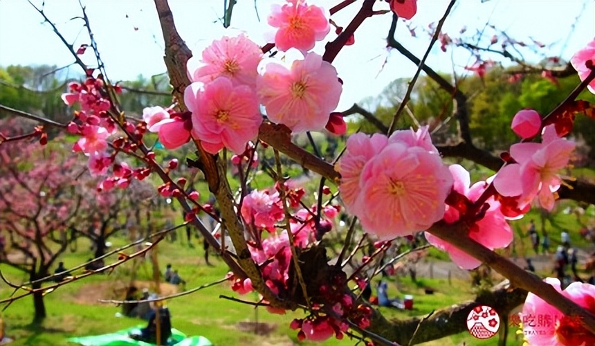 北海道的薰衣草花海在哪里,日本北海道薰衣草花海图片
