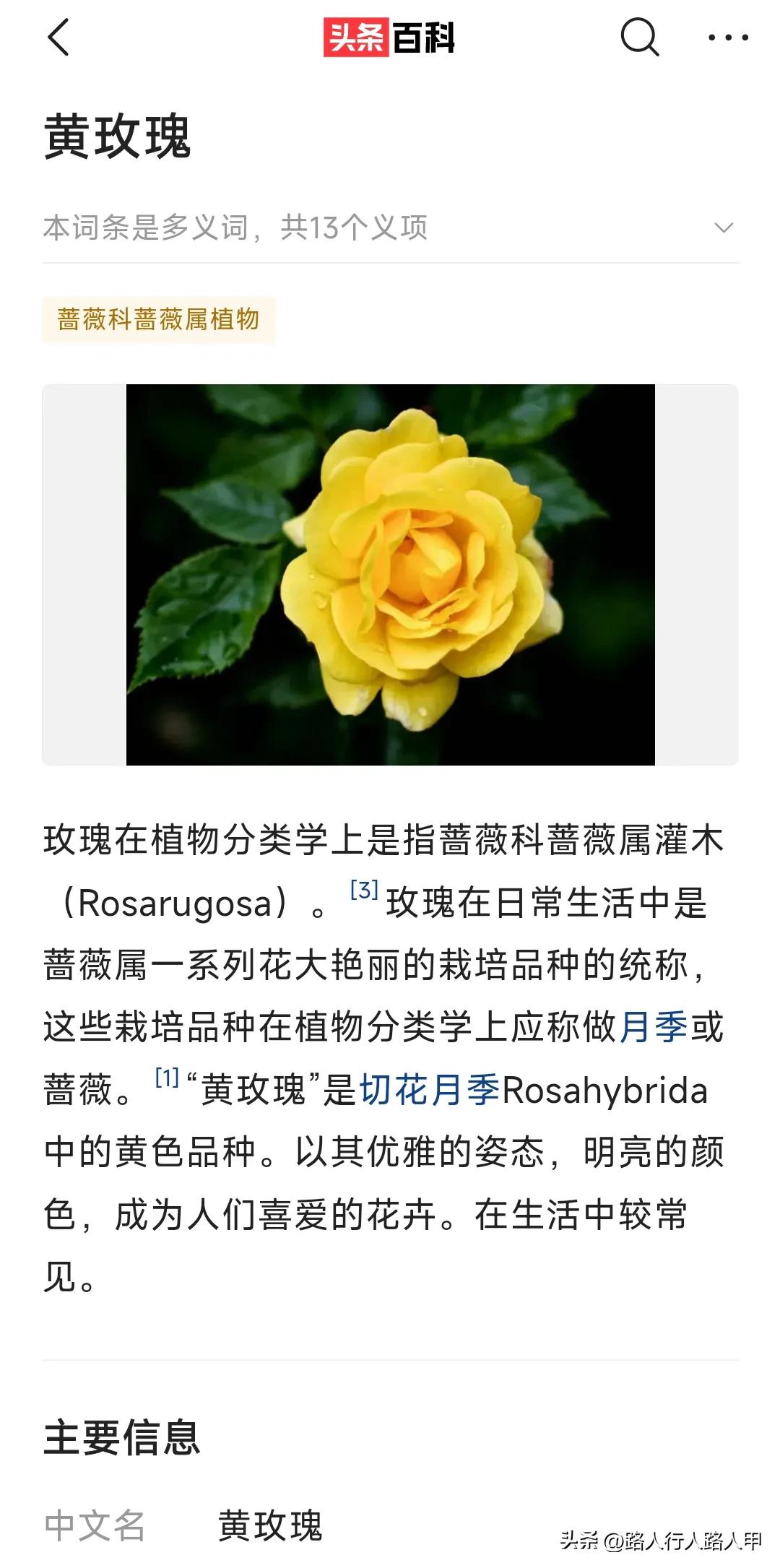 19朵黄玫瑰的花语是什么意思呢,19朵的黄玫瑰花语