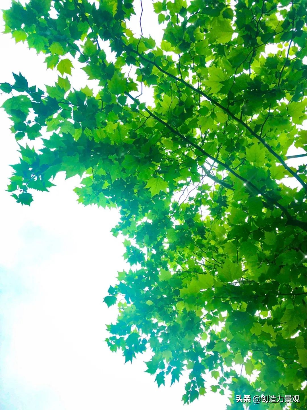 一花一草一世界原创花草,一花一草一世界花草之美