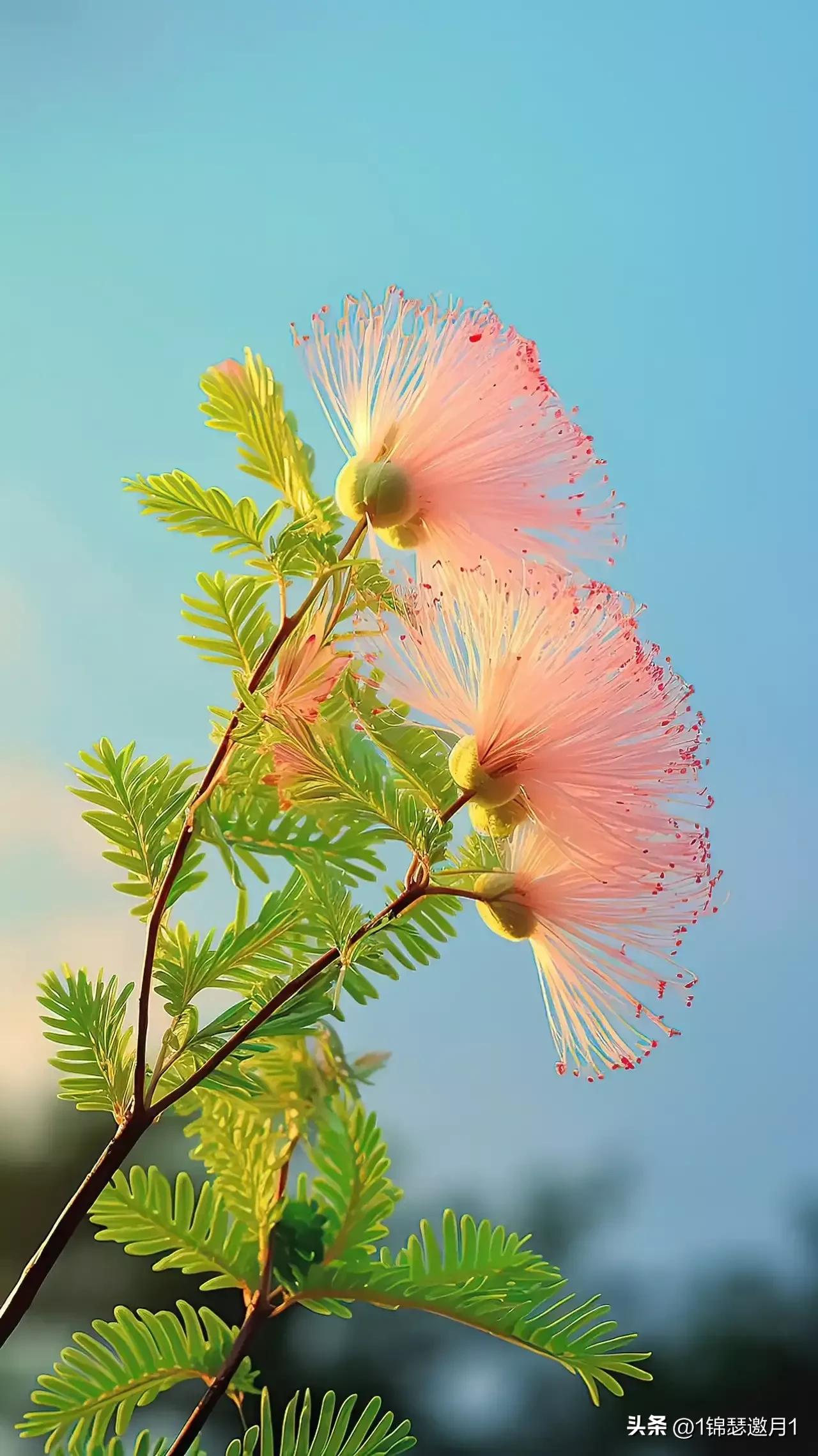 七月的夏天让生活慢下来图片,分享一个夏天的照片