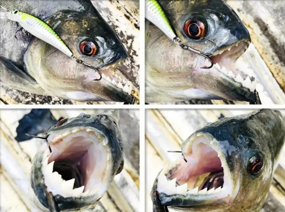 巴西一球员遭食人鱼啃食,巴西球员被食人鱼吃剩骨架