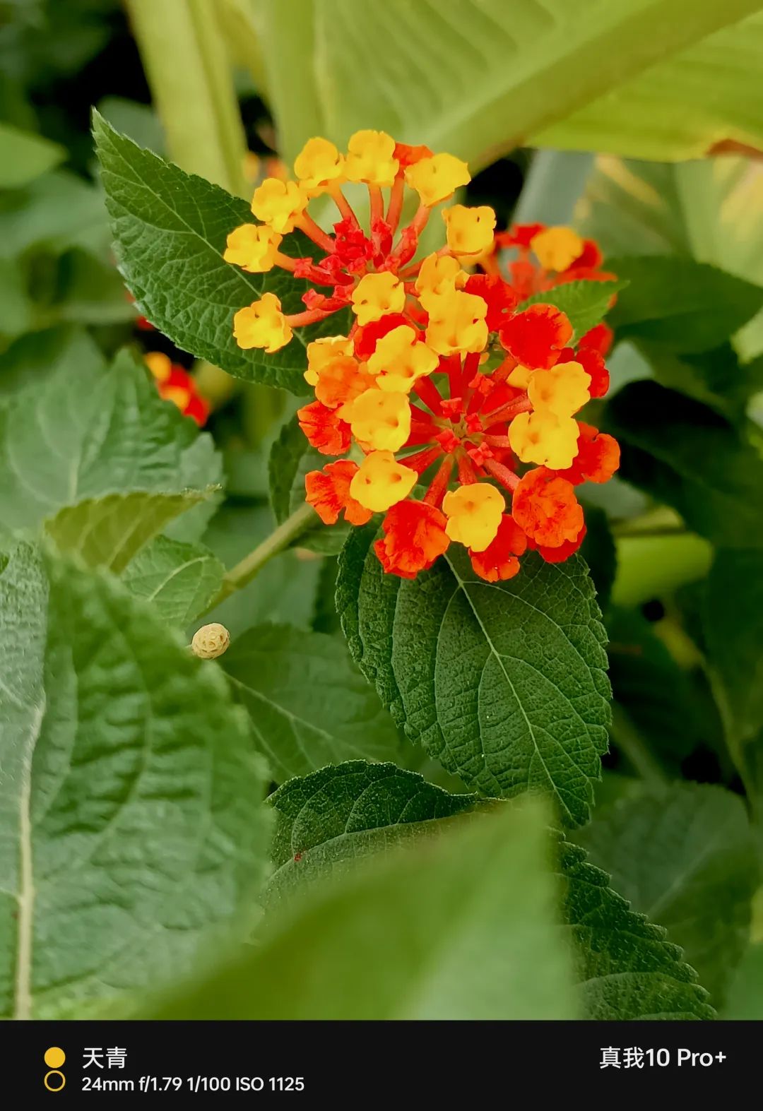 真我10pro超清三摄都有哪些,真我10pro手机一亿像素