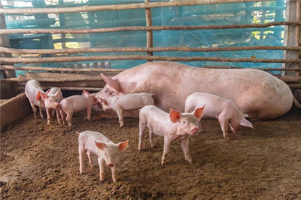 怎样建猪舍,怎样建猪舍才能好喂猪且好管理