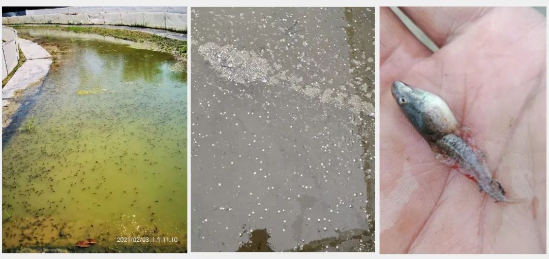 黑斑蛙蝌蚪全周期养殖技术要点