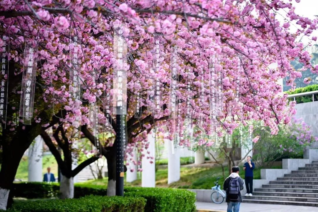 当千年长安,遇上百廿交大!西安交通大学:雨润风暖盛唐景,且待君同览!