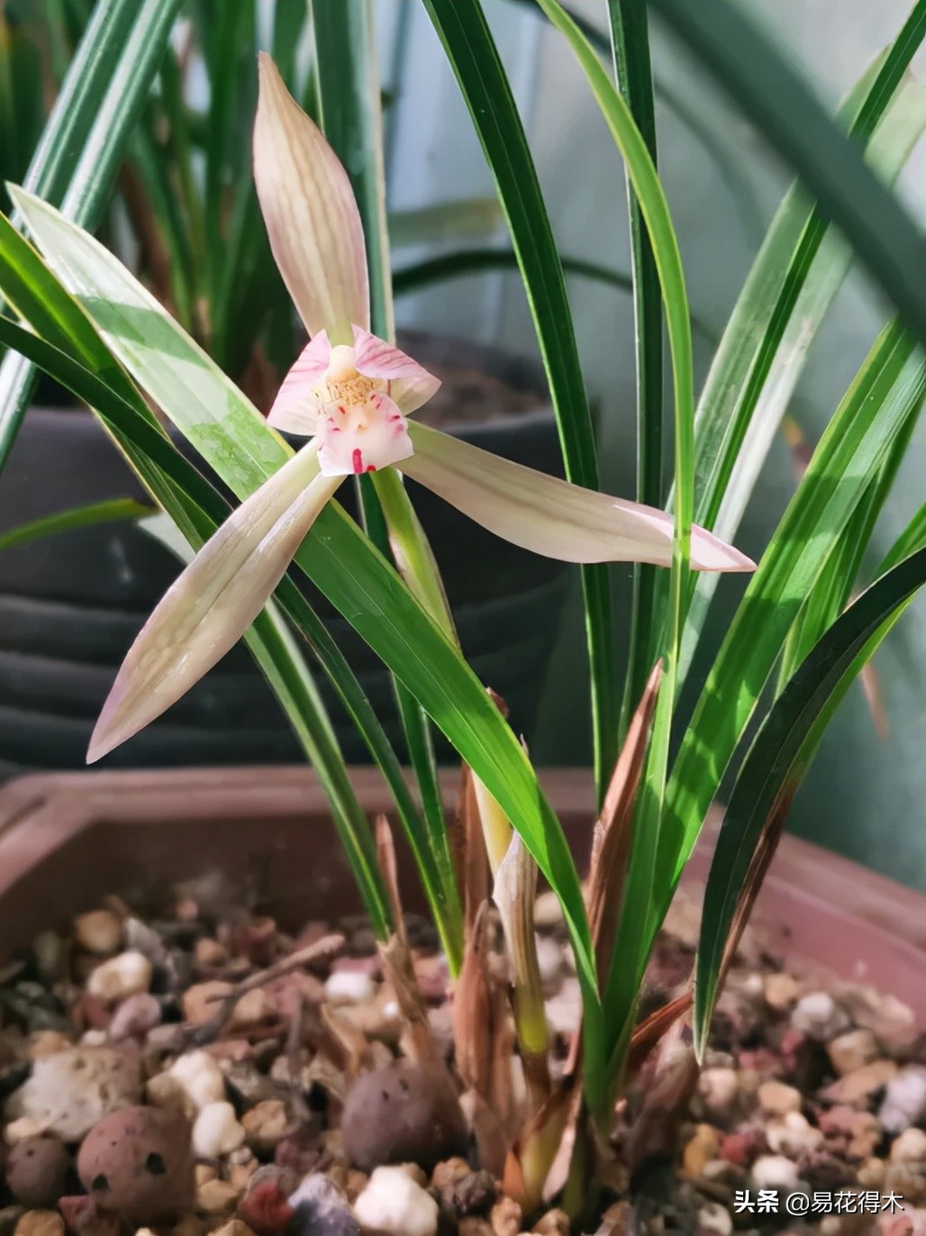 兰花上盆如何避免空根生长,兰花开始开花怎么养护好看