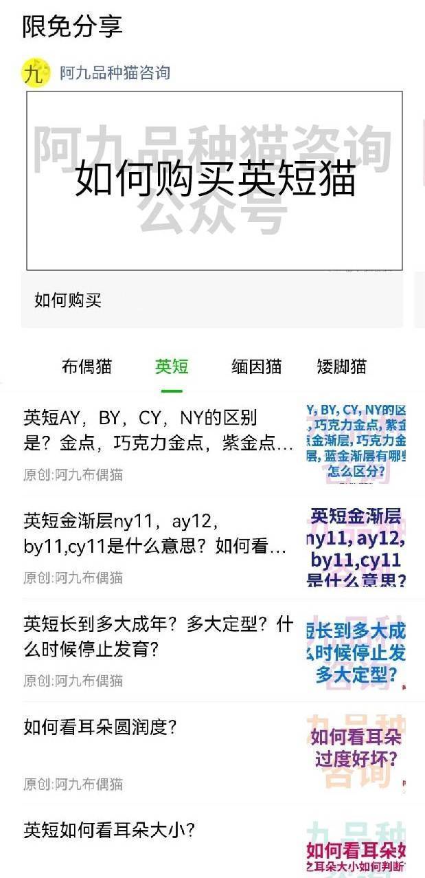 长毛银渐层幼崽的鼻头是黑的,银渐层幼崽眼睛是蓝色