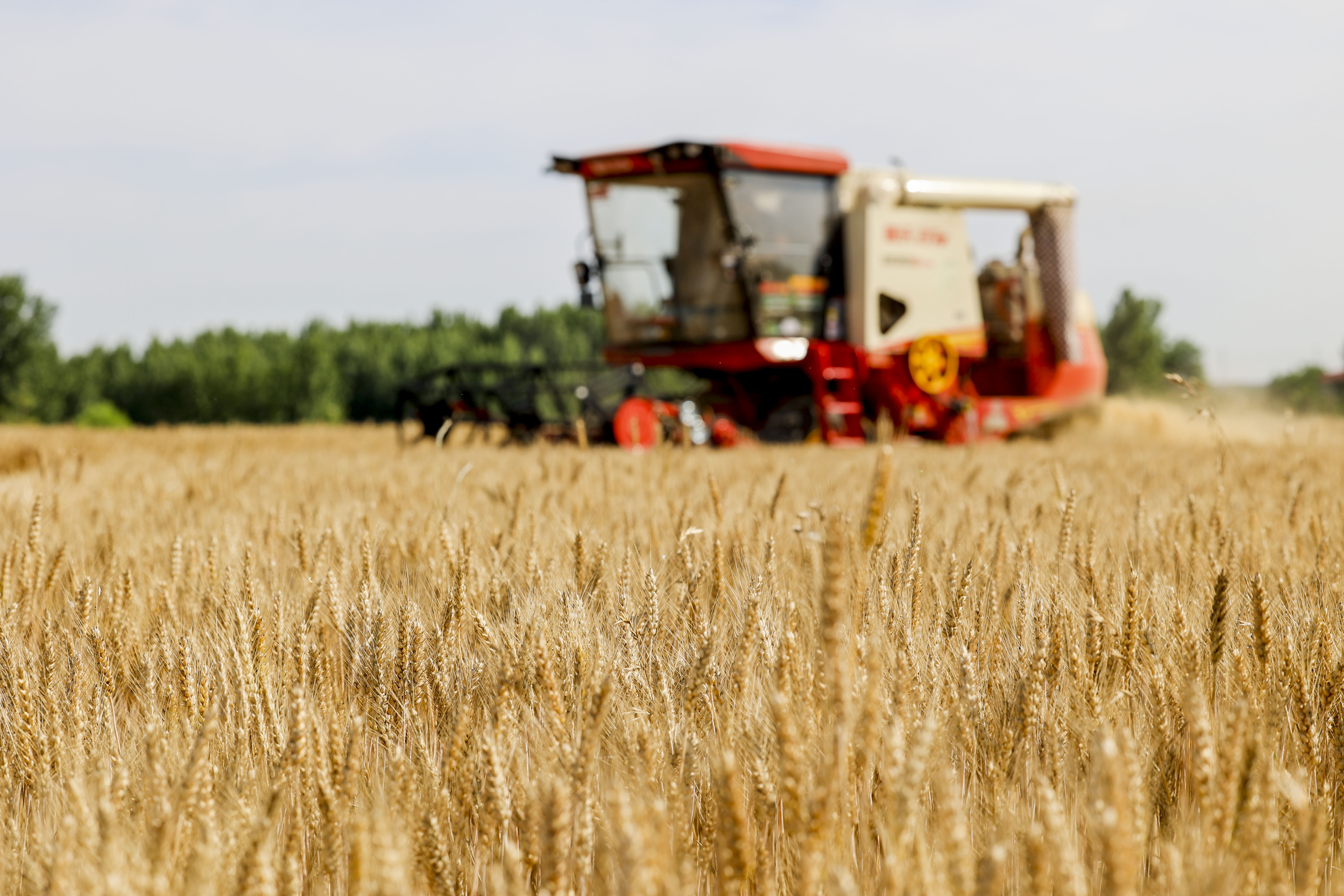 小麦丰收的画卷在错水河畔铺展，徐村麦浪滚滚，“丰”景如画