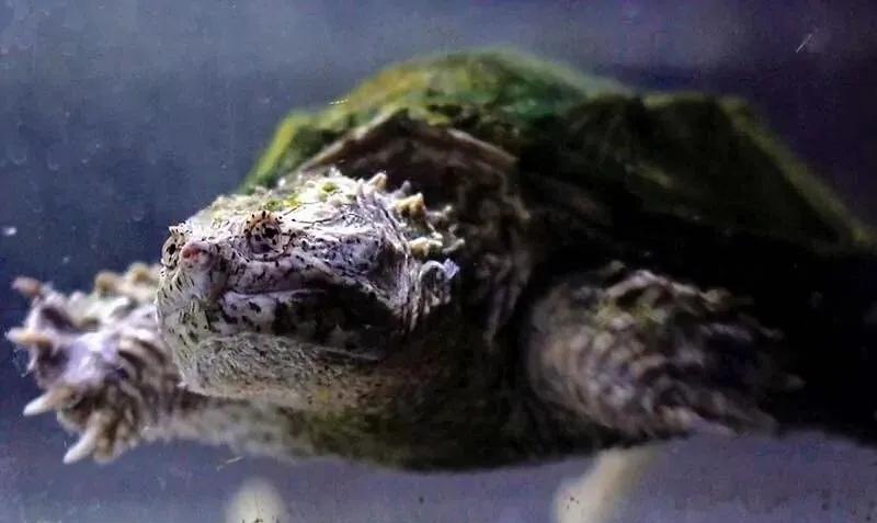 水龟腐皮后怎么处理,水龟腐皮腐甲怎么治疗