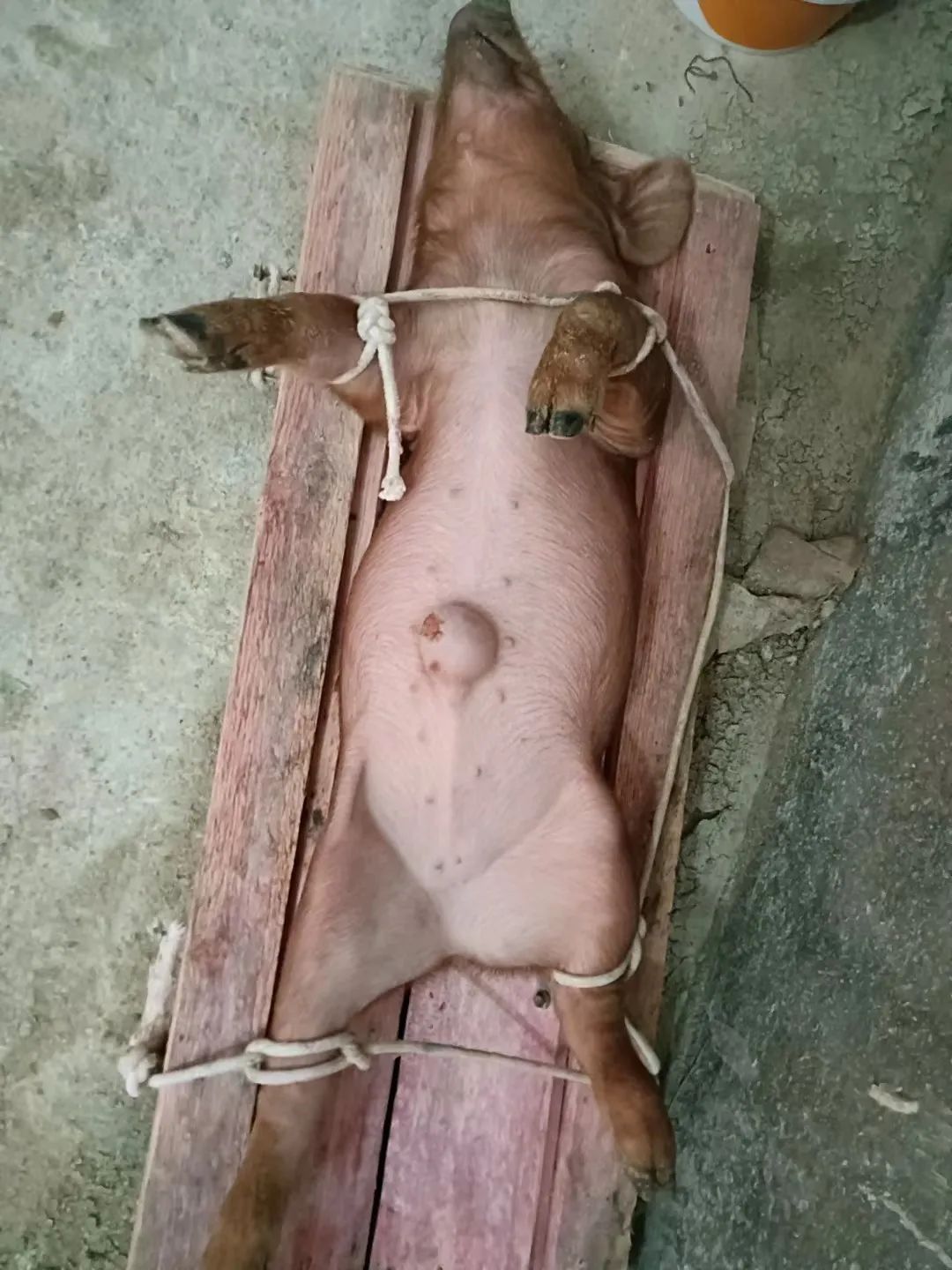 猪厂上班女孩,00后女孩在猪场上班