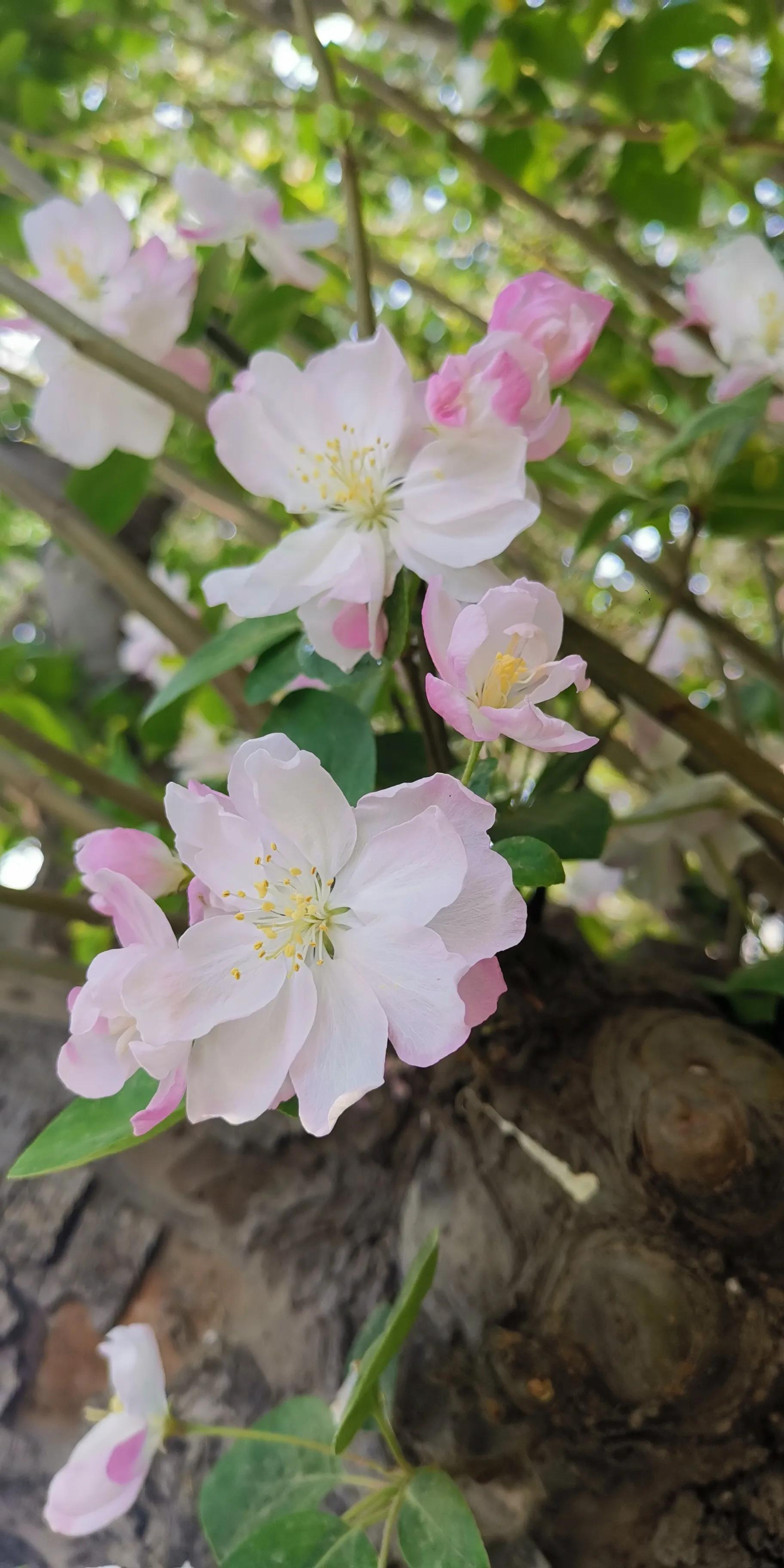 小猫小狗打架视频,小猫小狗小鸡小鸭视频